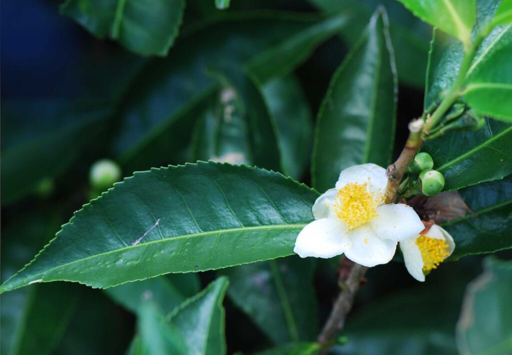 Camellia Sinensis tea leaves with white and yellow flower