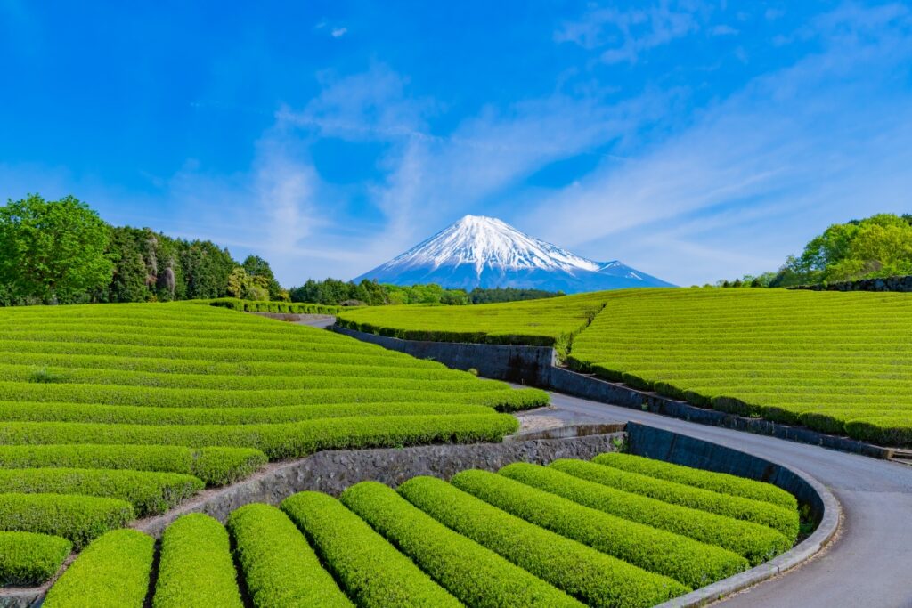 tea plantation with view of Mt. Fuji in the. background