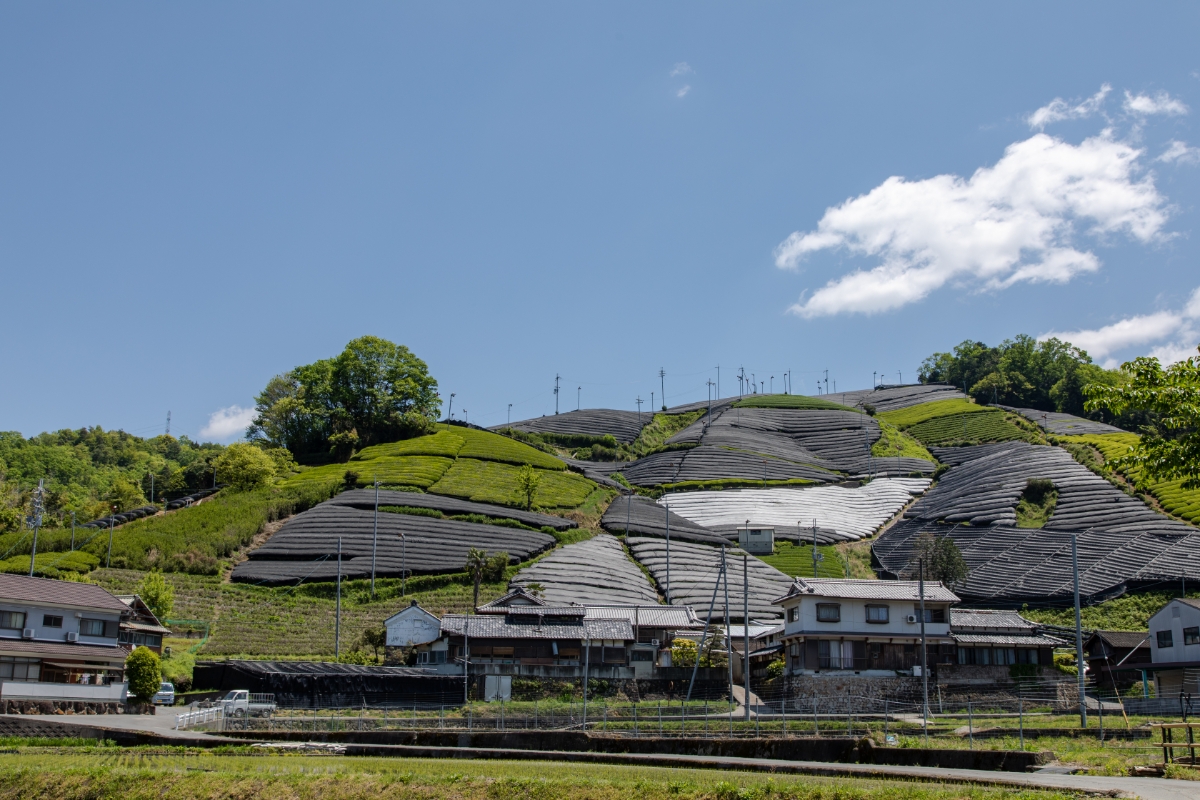 covered matcha tea plantation in Kyoto