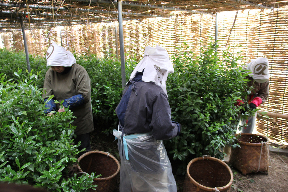 Japanese woman wearing head coverings picking tea leaves by hand
