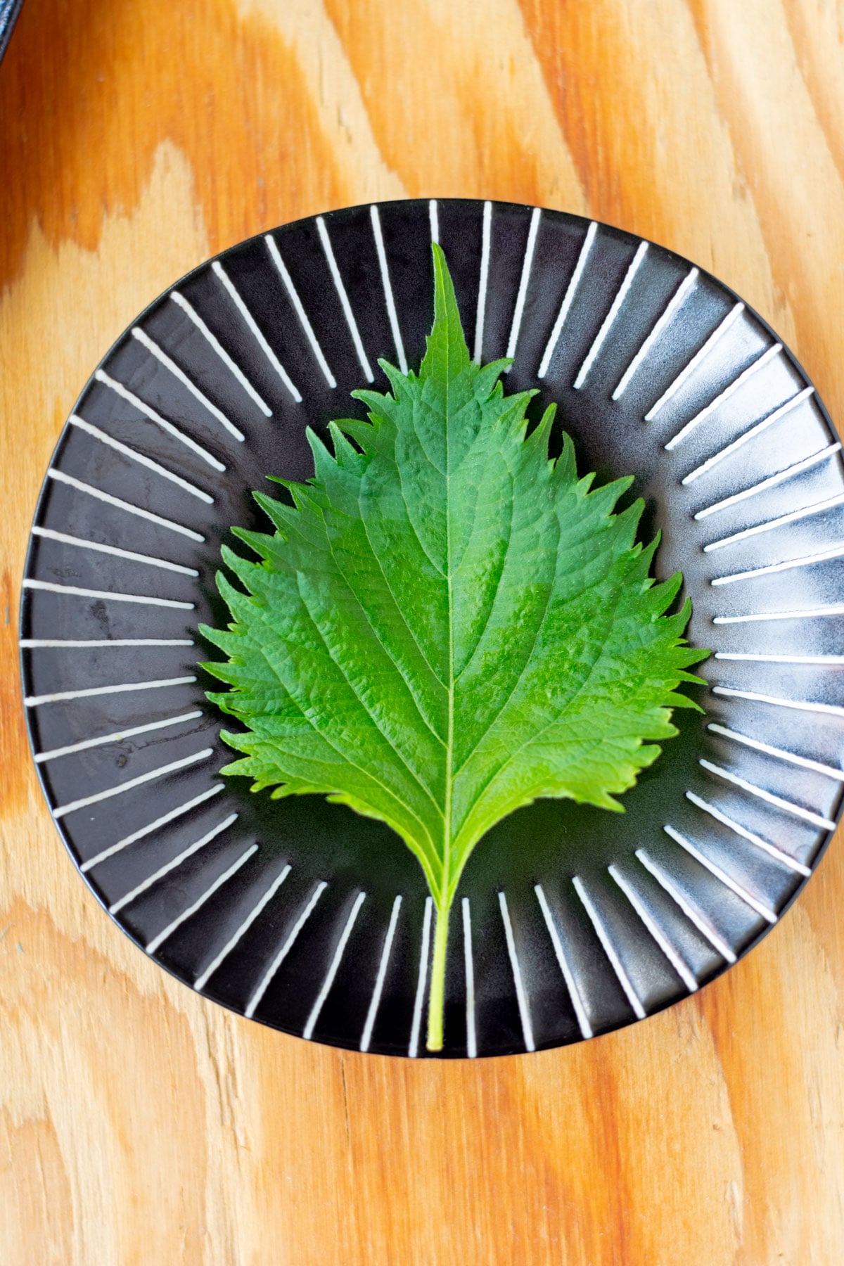 Fresh green shiso leaf on a ceramic plate, showing its distinctive serrated edges.