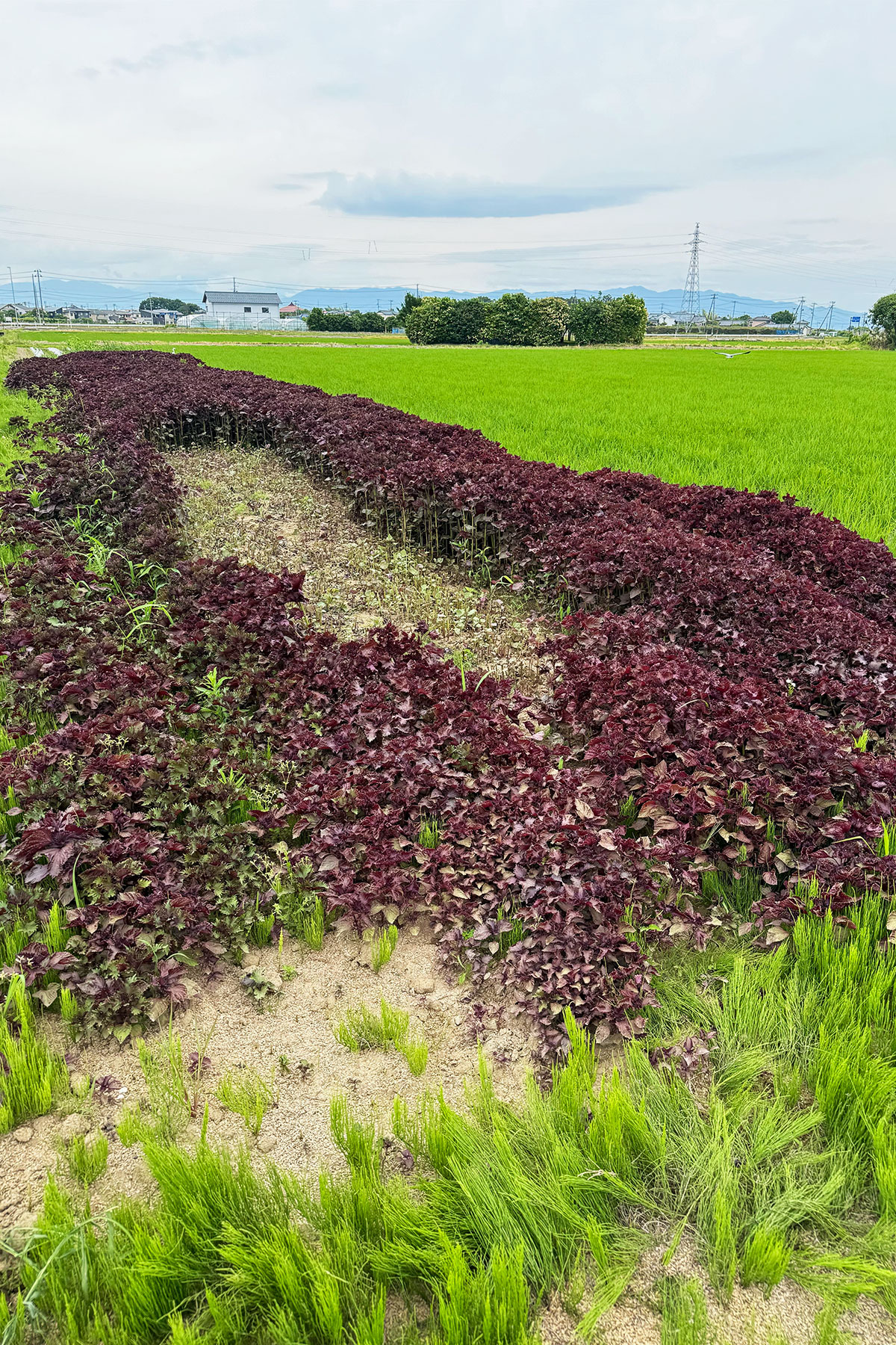 Red shiso growing in a field in Niigata, next to a rice field.